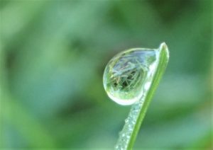 キャンプ場で撮った水滴